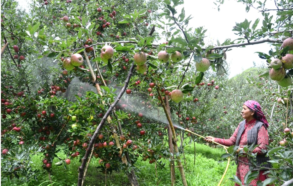 Apple Gardens at Shimla, live photos.