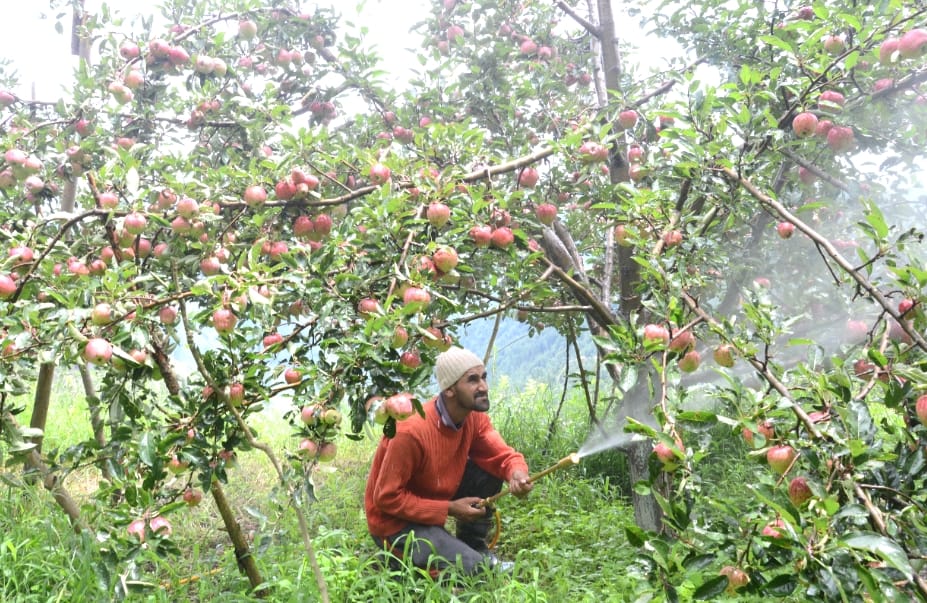 Apple Gardens at Shimla, live photos.