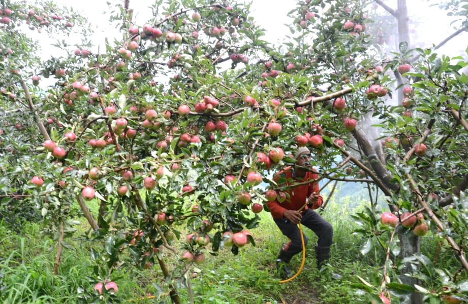 Apple Gardens at Shimla, live photos.