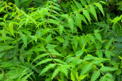 home remedies for mosquito