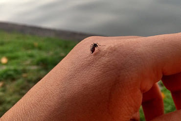 home remedies for mosquito