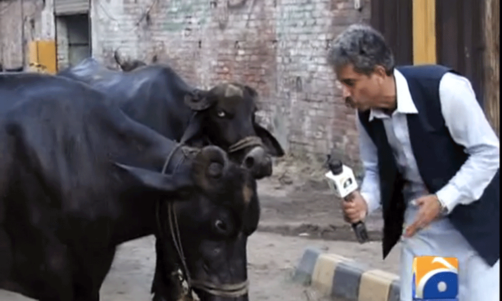 A Pakistani Journalist Interviewed A Buffalo 