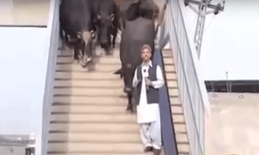 A Pakistani Journalist Interviewed A Buffalo 