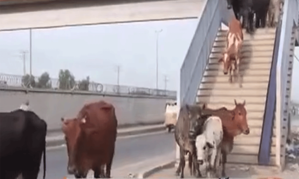 A Pakistani Journalist Interviewed A Buffalo 