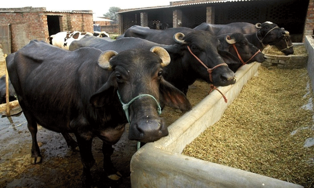 A Pakistani Journalist Interviewed A Buffalo 