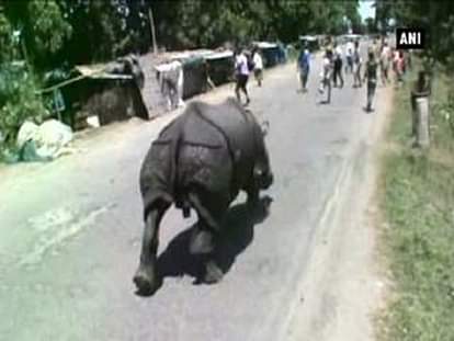 Rhino wanders on road as Kaziranga National Park gets flooded