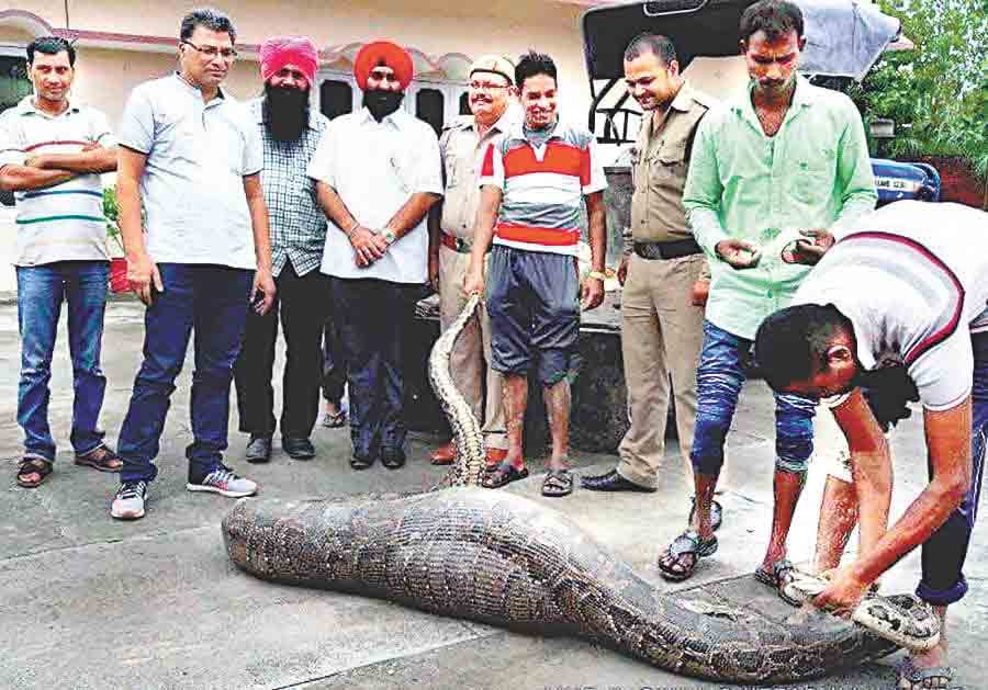 python found in farm house