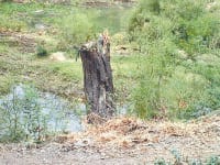 tree, cut, forest department, kaithal