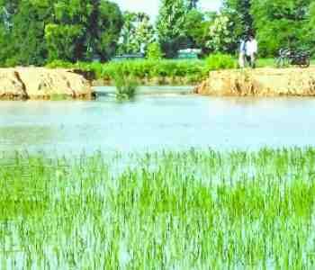 Canal Cut, 200 acre crop steeped