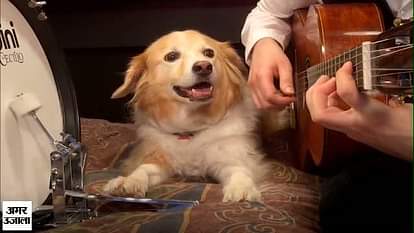 Drum beater Dog, will force you to say 'aww'