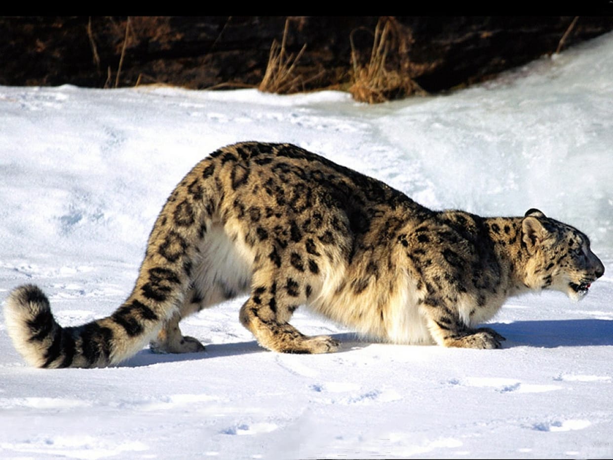 The body was found at the premises Ssje Leopard