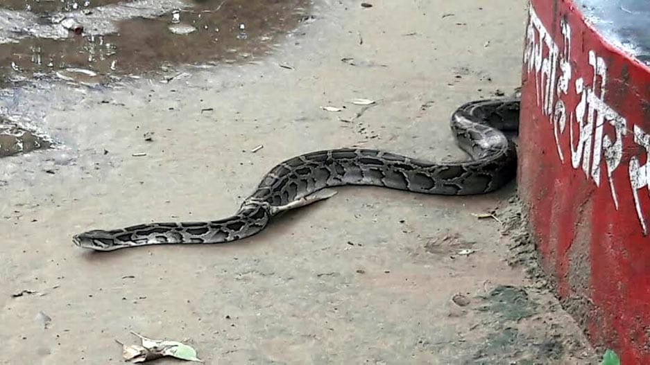 Python found near the canal