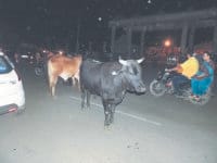 animals, road, meeting, kaithal