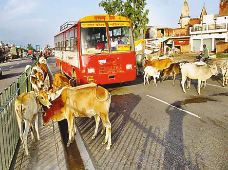 on highway cattle,s gathering 