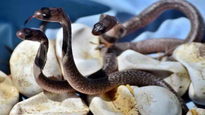Know the superstitions about snakes and what is their truth