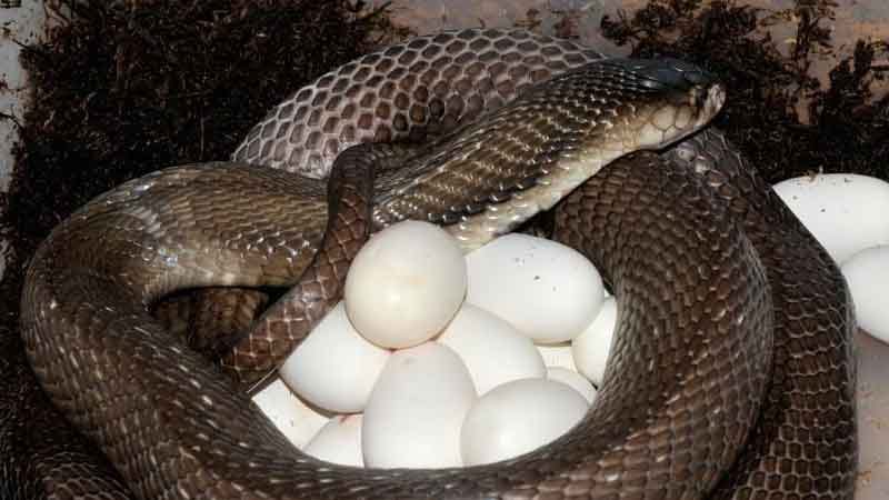 2016 nagpanchmi mystery of snake egg