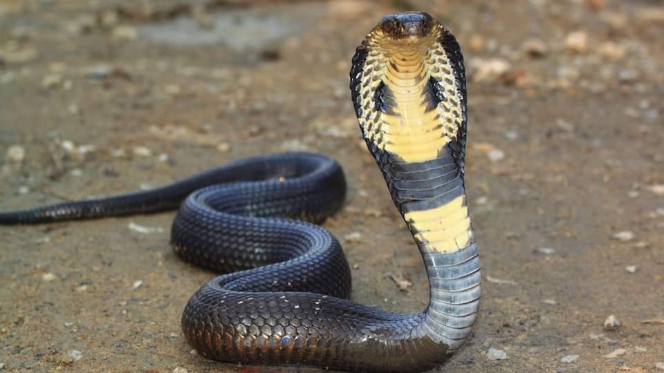 Giant cobra found in vegetable shop in dehradun
