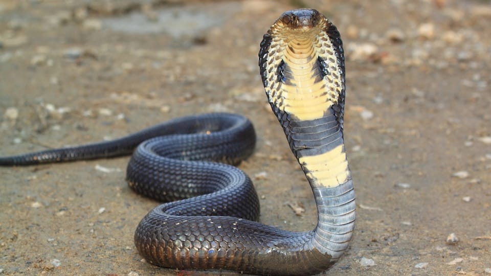2016 nagpanchmi mystery of snake egg
