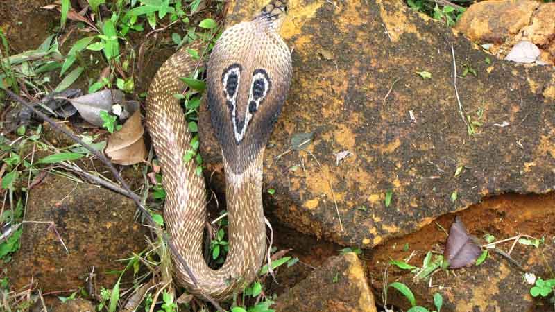 2016 nagpanchmi mystery of snake egg