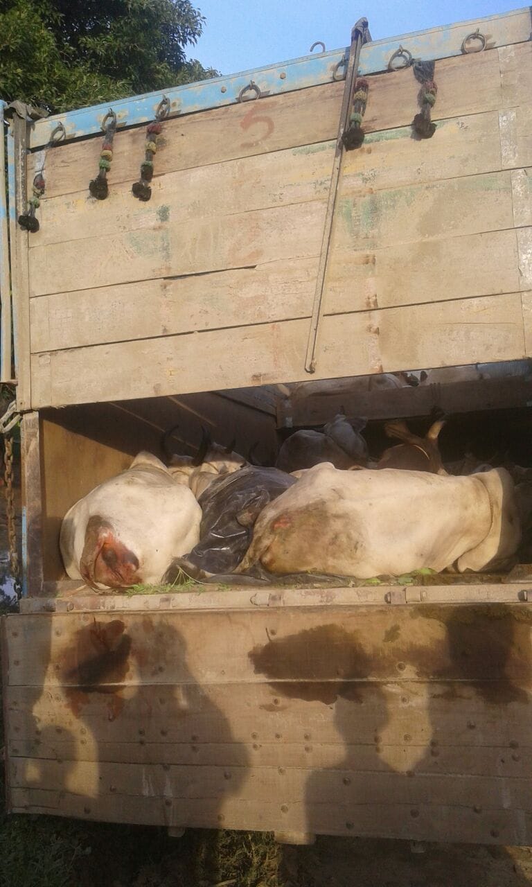 cows generation caught in truck