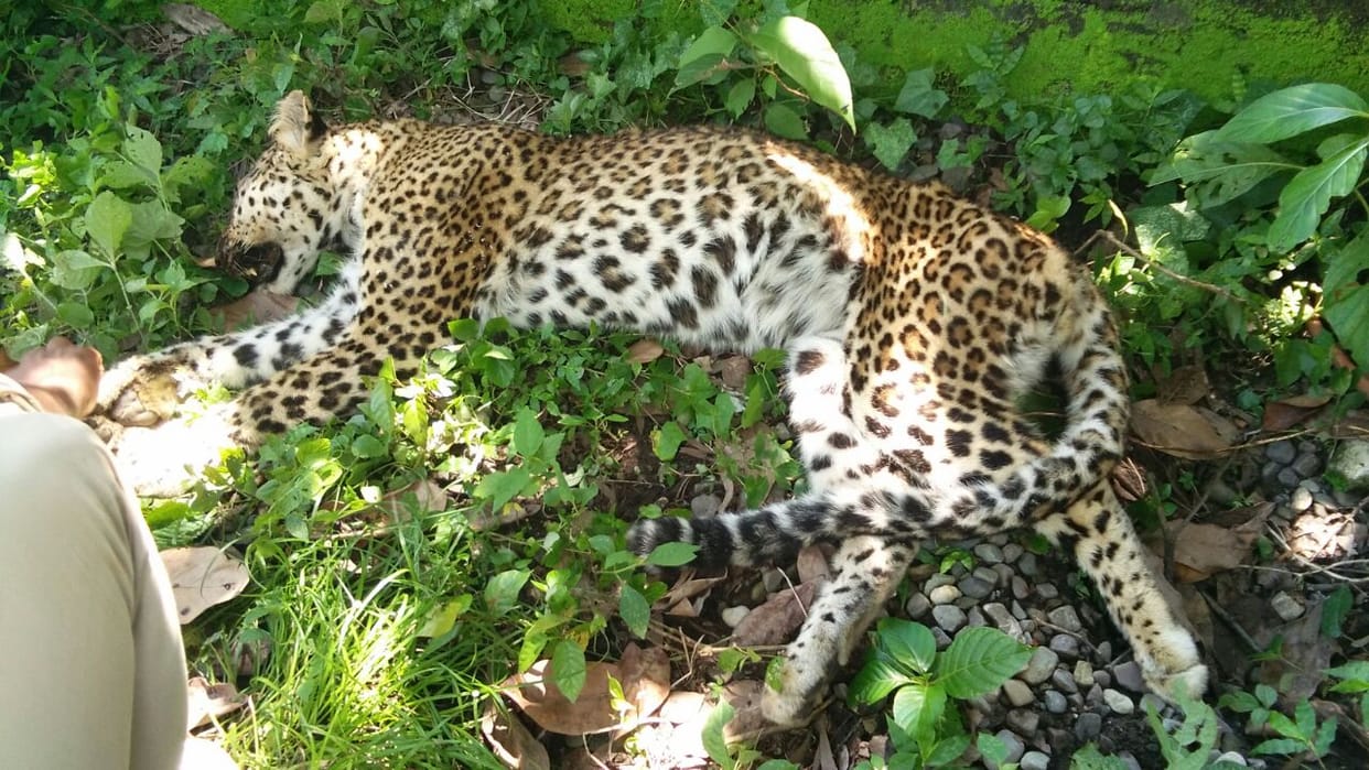 husband wife killed leopard.