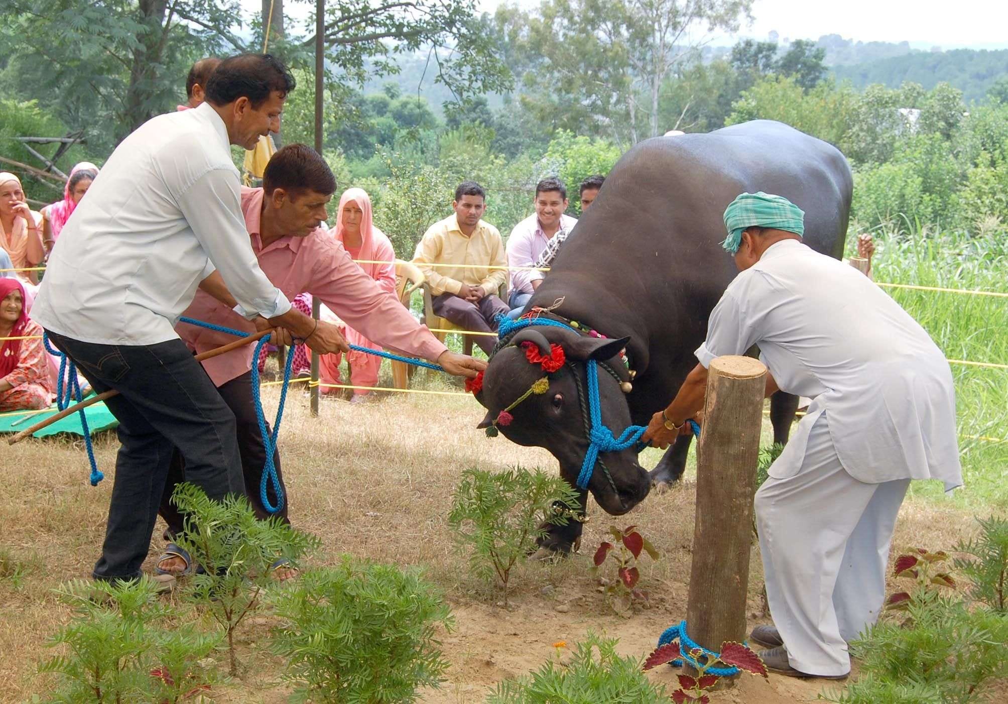 Meet the 5 crore rupee Murrah Buffalo RANJHA vicky donor 2