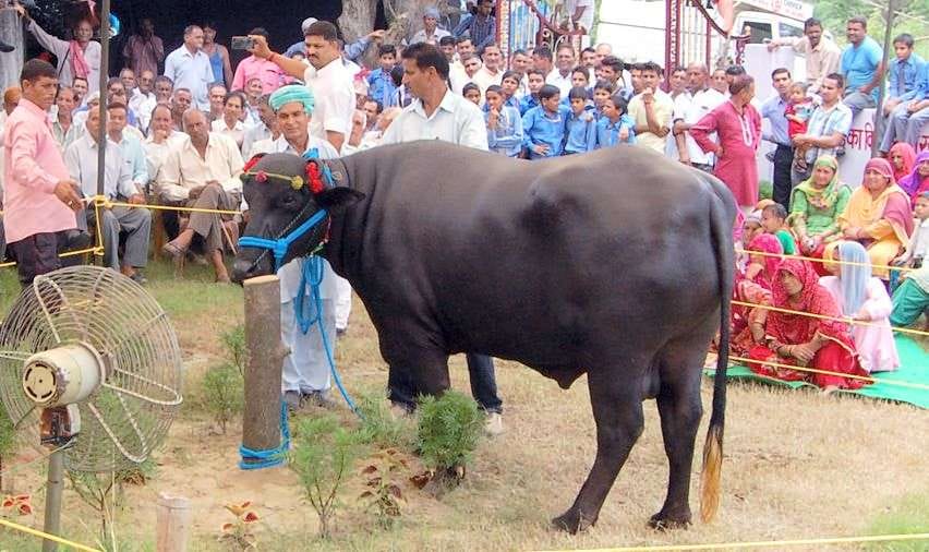 Meet the 5 crore rupee Murrah Buffalo RANJHA vicky donor 2