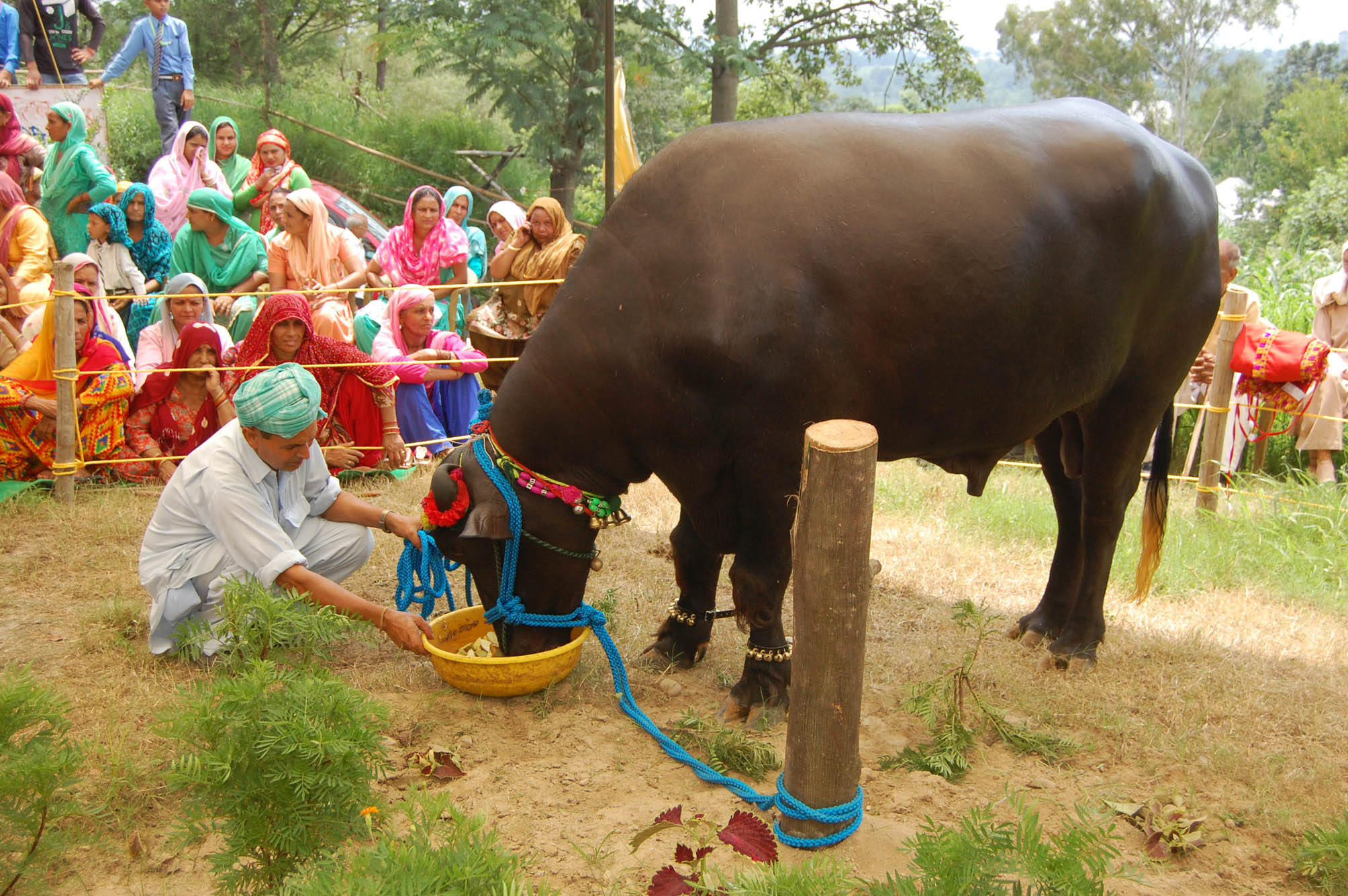 Meet the 5 crore rupee Murrah Buffalo RANJHA vicky donor 2