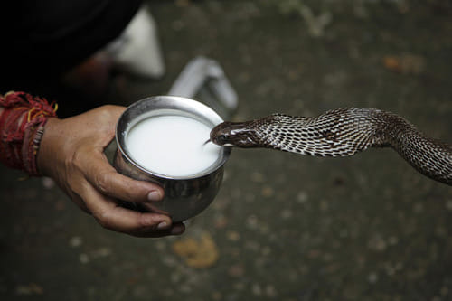 nag panchmi why people offering milk to snake
