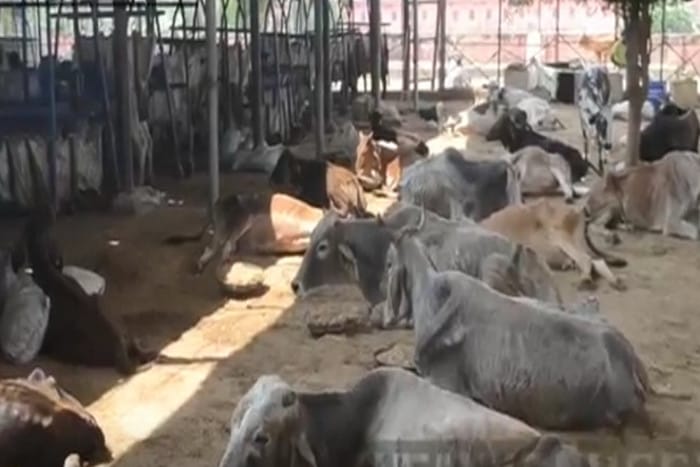 congress jaipur unit organise gau raksha yatra and maha aarti