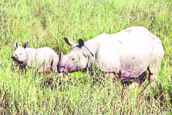 Teen injured in the attack rhinoceros, admitted