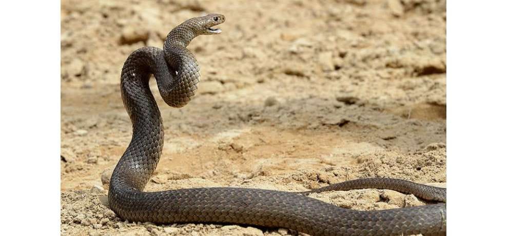 snake bite treatment, what should you do, what you should not do