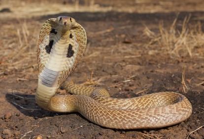 Roorkee News: घर के बहार घूम रही बच्ची को सांप ने डसा, परिजनों को सड़क पर बेहोशी की हालत में मिली, मौत Girl died due to snake bite in Bhagwanpur Roorkee Uttarakhand news in hindi