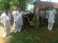 jind, harayana, chota bhim, sold, 2.75 lakh, harayana