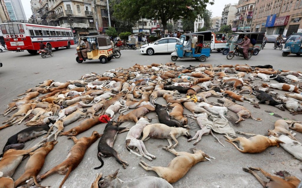 hundreds of stray dogs have been poisoned in Pakistan