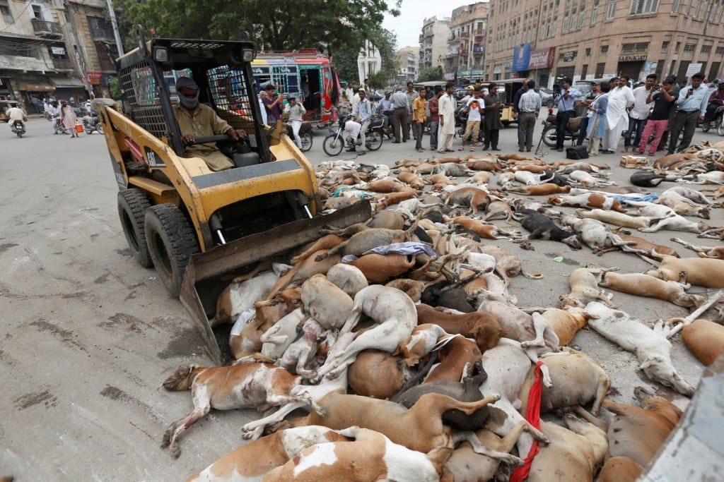 hundreds of stray dogs have been poisoned in Pakistan