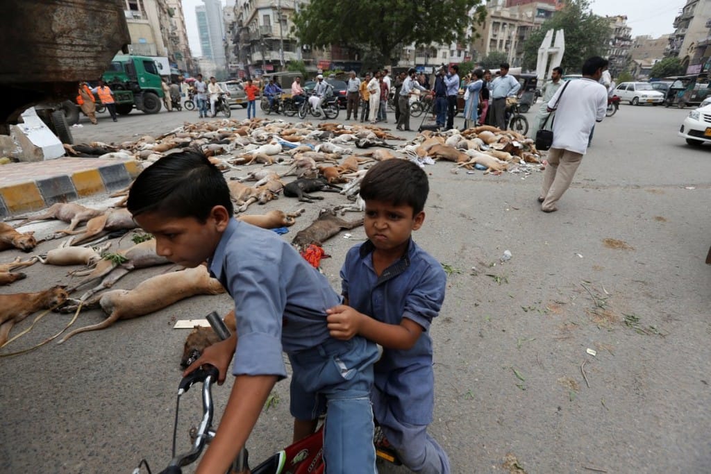 hundreds of stray dogs have been poisoned in Pakistan