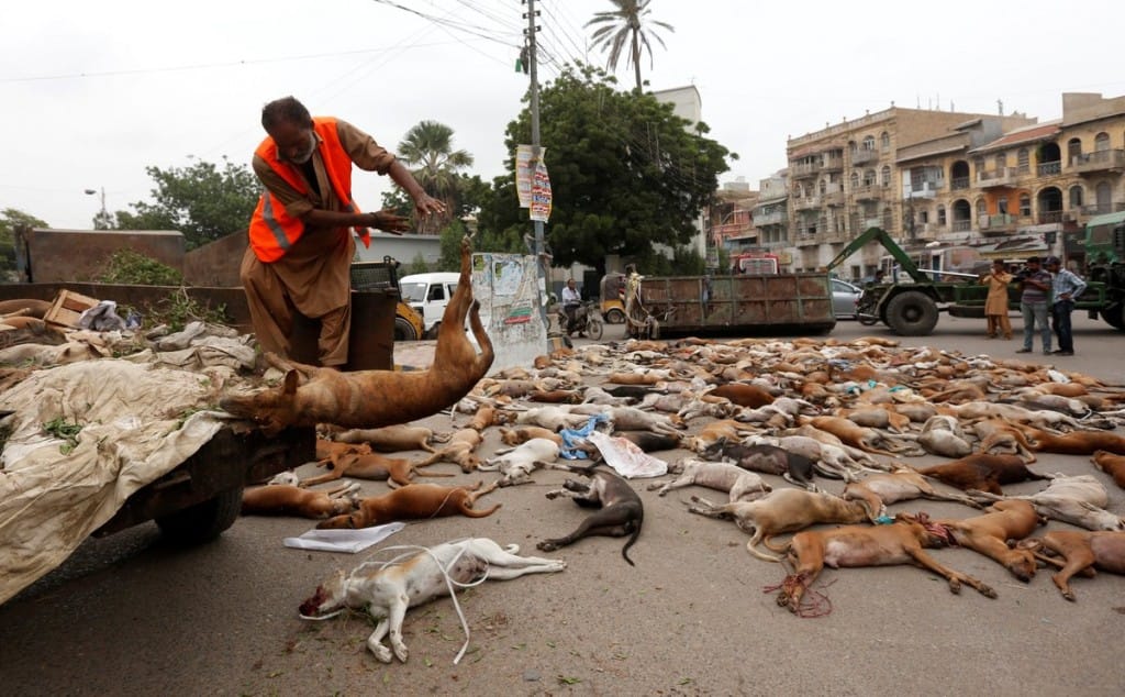 hundreds of stray dogs have been poisoned in Pakistan