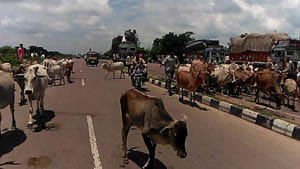 Stray animals wandering on the highway as Cal