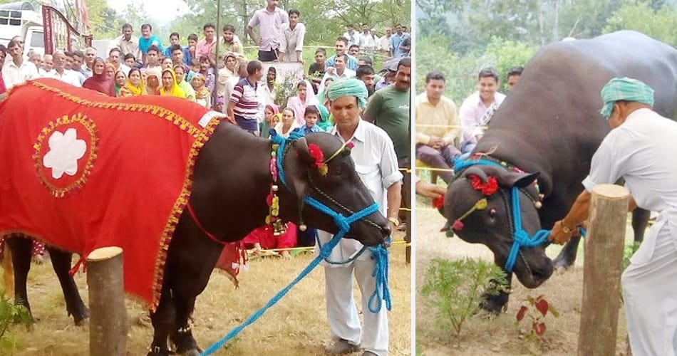 murrah buffalo ranjha of five crore, amazing qualities