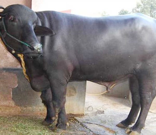 murrah buffalo ranjha of five crore, amazing qualities