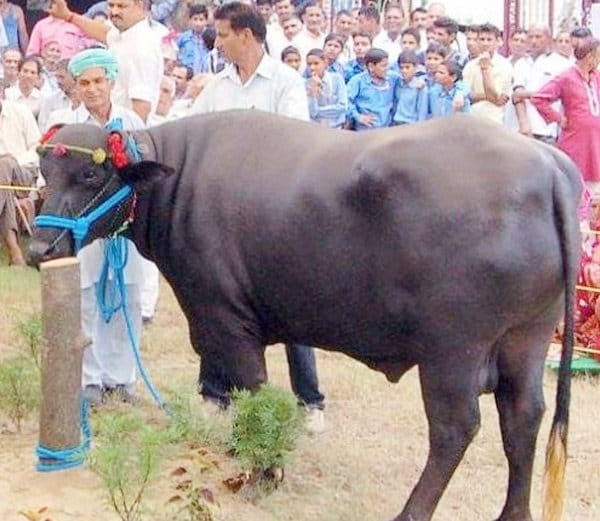 murrah buffalo ranjha of five crore, amazing qualities
