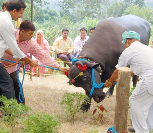 murrah buffalo ranjha of five crore, amazing qualities