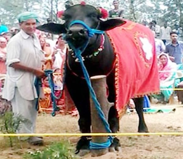 murrah buffalo ranjha of five crore, amazing qualities