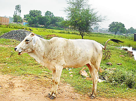 Whereabouts of the cows in cow sheds