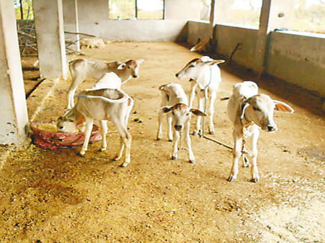 Cowshed in a mess