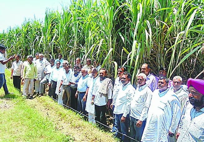 Ratoon Management District No.