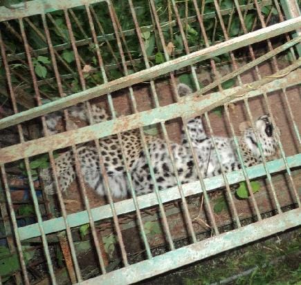 Leopard caught in Almora