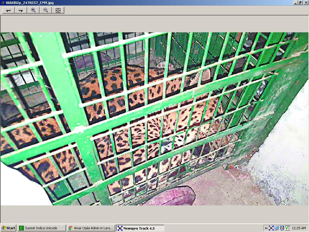 dog fight to leopard to save women.