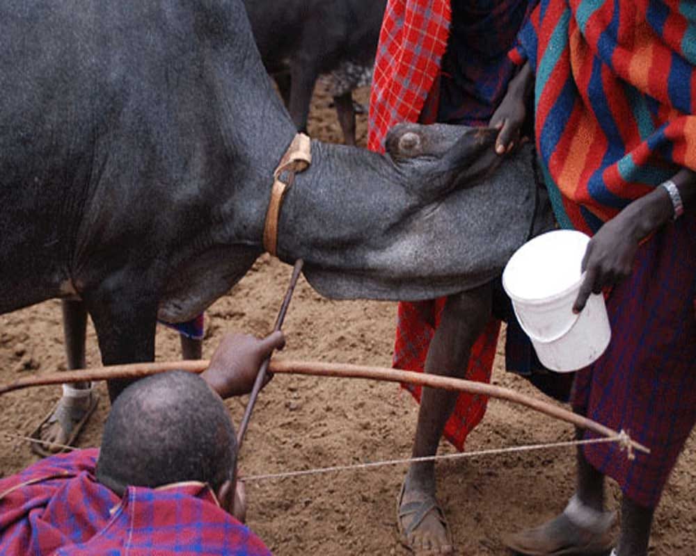 These People Drink Live Animal Blood